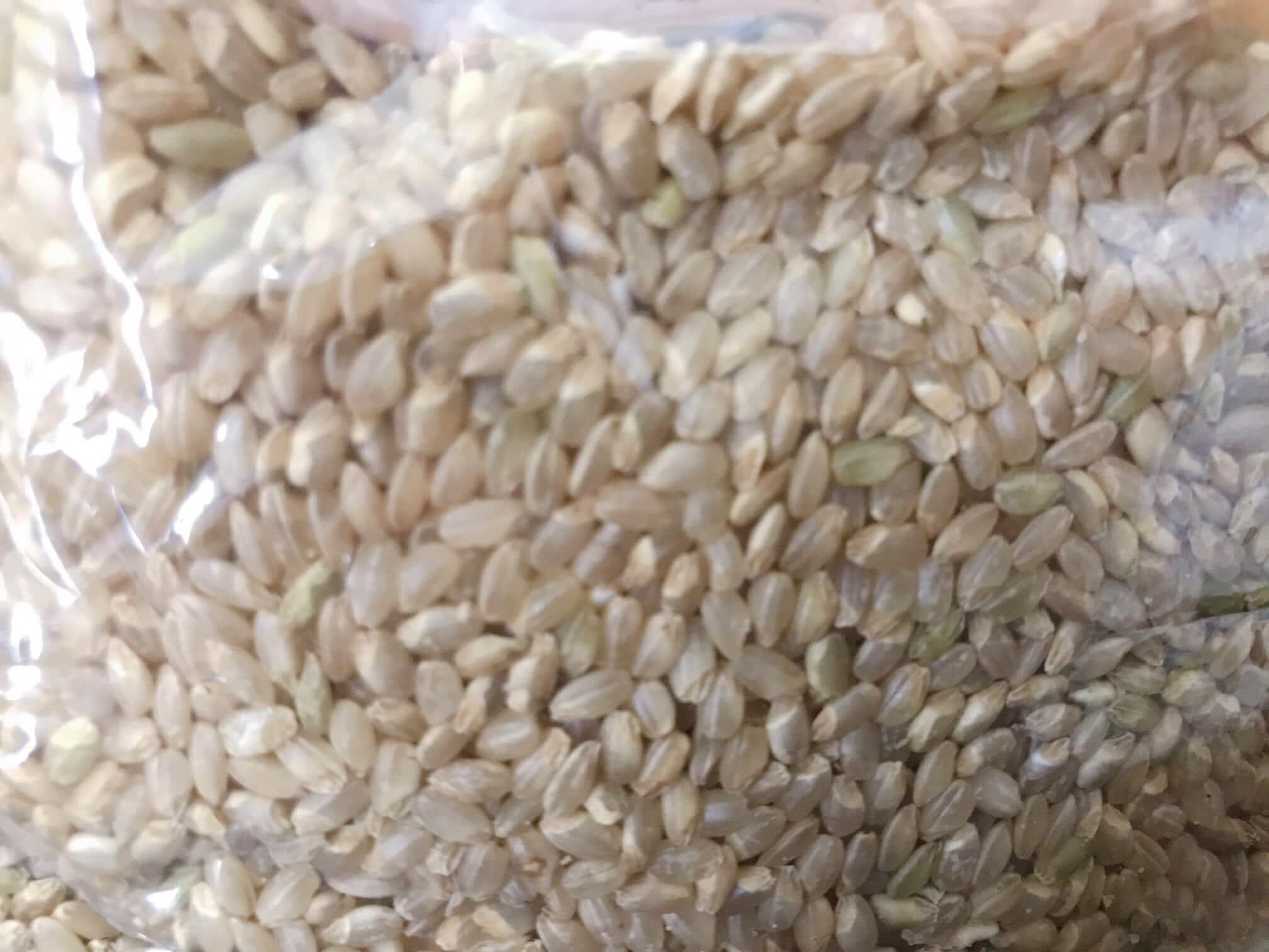 【玄米】金のいぶきの米粒