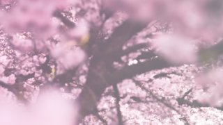 CLANNAD(クラナド)を見た感想